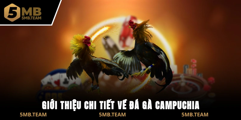 Giới thiệu chi tiết về đá gà Campuchia