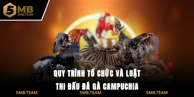Quy trình tổ chức và luật thi đấu đá gà Campuchia